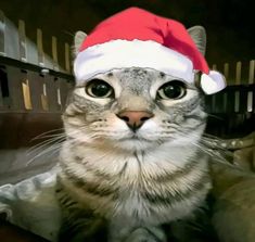 the cat is wearing a santa hat and looking at the camera while sitting in a chair