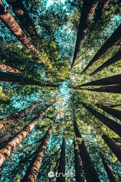 looking up at tall trees in the forest