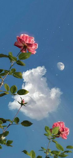 two pink roses are blooming in front of a blue sky with the moon behind them