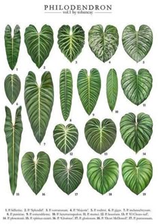 the different types and shapes of heart shaped tropical leaves, including one large green leaf