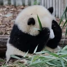 a panda bear sitting on the ground eating bamboo