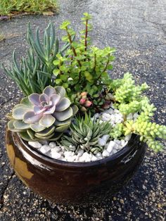 a potted plant with succulents and other plants in it on the ground