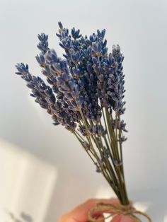 a bunch of lavender flowers being held by someone's hand