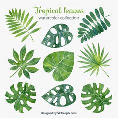 tropical leaves collection in watercolor