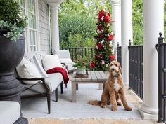 a dog is sitting on the front porch