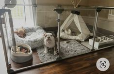 a dog is standing in front of a mirror with its reflection on the floor next to his bed