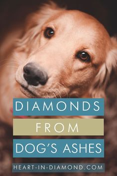 a golden retriever dog with the words diamonds from dogs ashes on it's face