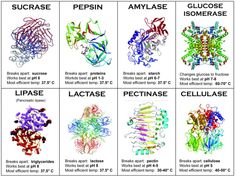 four different types of cellulise are shown in the diagram, and each is labeled with