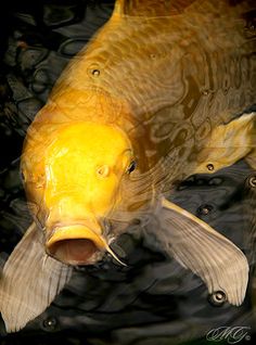 a yellow fish with its mouth open swimming in the water, looking like it's about to eat some food