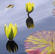 three yellow and pink flowers floating on top of water