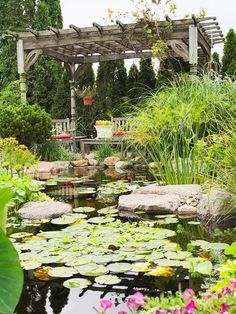 an outdoor garden with water lilies and plants