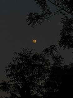 the full moon is seen through some trees