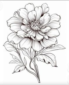 Peony Tattoo Sketch, Peony Line Drawing, Peony Outline, Peony Line Art, Peony Flower Tattoo, Tattoo Sizes, Dahlia Tattoo, Peony Drawing, Electric Tattoo