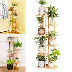 three different types of potted plants on shelves