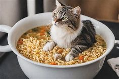 a cat sitting in a bowl of noodles