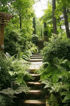 some steps in the middle of a forest with lots of trees and plants on each side