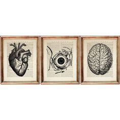 three framed pictures depicting the human heart, eye and brain on an old book page