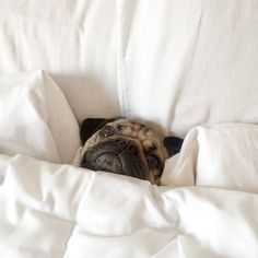 a pug dog peeking out from under a white comforter on a bed with pillows