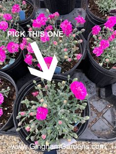 several potted flowers with the words pick this one in white arrow pointing to them