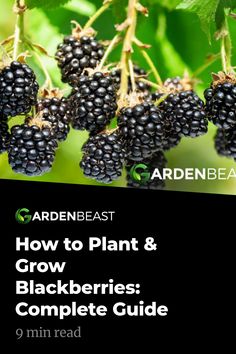 blackberries growing on a tree with the title how to plant & grow blackberrys complete guide