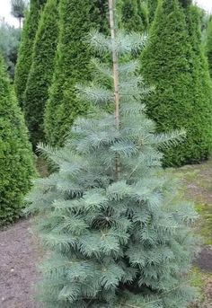 a small pine tree in the middle of some bushes