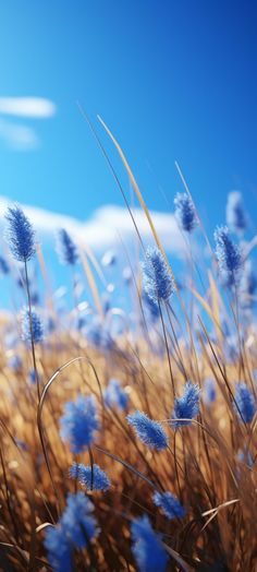 some blue flowers are in the middle of a grassy field with sky in the background