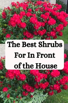 red flowers in front of a house with the words, the best shrubs for in front of the house