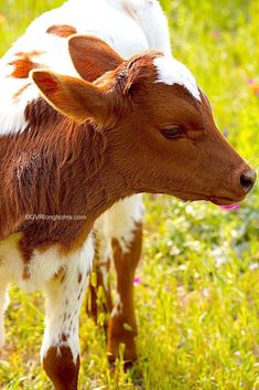 a brown and white calf standing on top of a lush green field next to flowers