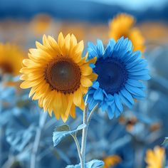 two sunflowers in a field with blue and yellow flowers on the stems,