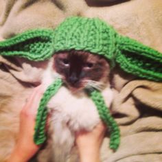 a cat wearing a knitted yoda hat and holding it's paws up