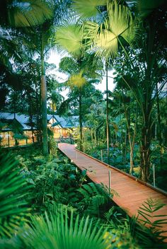 a wooden walkway surrounded by lush green trees