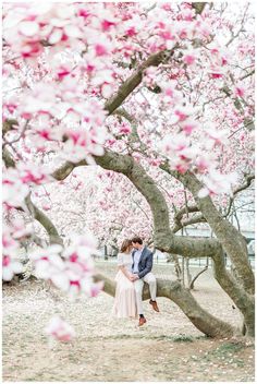 a man and woman sitting on a tree with pink flowers in the foreground, under a large cherry blossomed tree