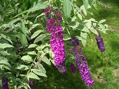 purple flowers are growing in the grass