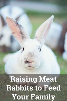 a rabbit with the words raising meat rabbits to feed your family