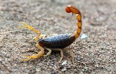 a scorpion crawling on the ground with its head turned to look like it is eating something