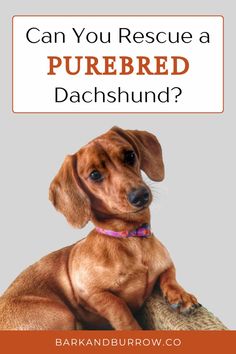 a brown dog with the words can you rescue a purebreed dachshund?