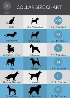 the size chart for dogs in different breeds