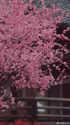 Cherry Blossom Wallpaper, Cute Blue Wallpaper, Pretty Phone Wallpaper, Beautiful Flowers Wallpapers, Phone Wallpaper Images, Blue Wallpapers, Photography And Videography, Art Drawings Simple, Flower Wallpaper