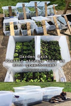 several plastic containers filled with plants on top of grass