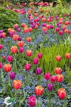 many different colored tulips and other flowers in a garden