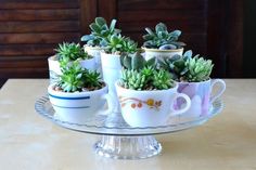 small succulents are placed in cups on a glass plate