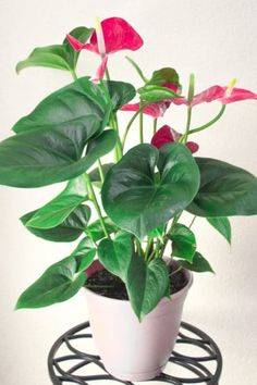 a potted plant with pink flowers and green leaves on a black wire stand against a white wall