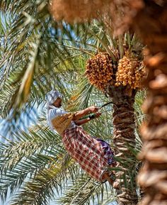 a man in plaid shorts climbing up a palm tree with lots of fruit hanging from it