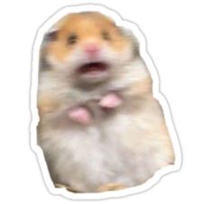 a brown and white hamster sticking its tongue out in front of a white background