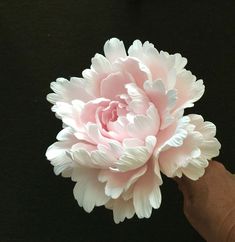 a person holding a pink flower in their left hand on a black surface with white petals