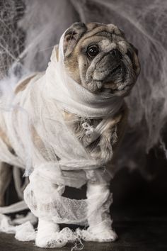 a small dog dressed up as a ghost with white stuff around it's neck