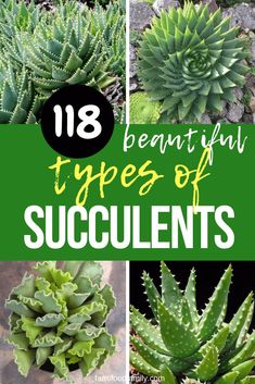 Succulent Business, Plants For Home Garden, Different Types Of Succulents, Cactus House Plants, Succulent Bowls, Succulent Garden Indoor