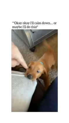 a dog is looking at someone's hand on the couch