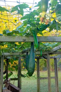 a cucumber hanging from a trellis in a garden