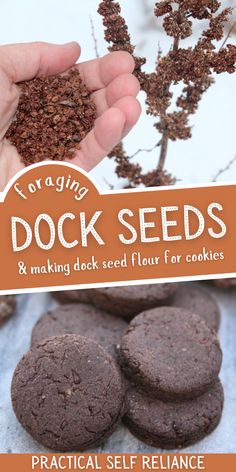 a hand holding a pile of cookies next to a plant with dirt on it and the title overlay reads, amazing dock seeds & making deck seed flour for cookies practical self reliance